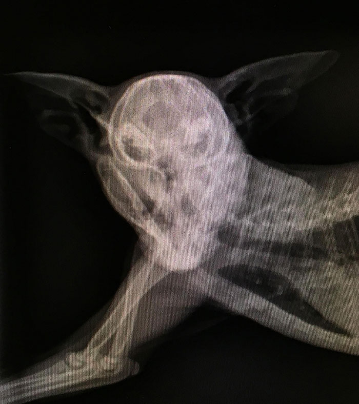 When You Accidentally X-Ray Anubis. Dog Moved At Just The Right Time During An X-Ray