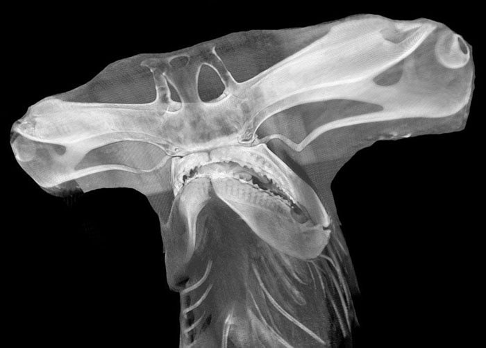 50 Times People X-Rayed Things And Got Interesting Results