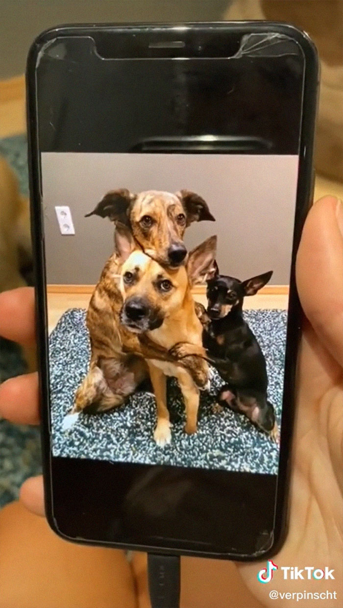 Videos Of Owner Showing Dogs A Photo And Them 'Recreating It' Go Viral
