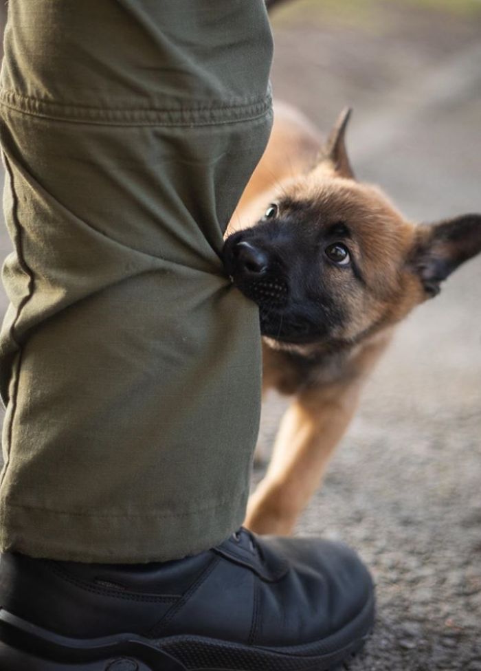 This Good Boy Just Started Training To Become A Police Dog In Estonia And People On The Internet Are Already Proud Of Him
