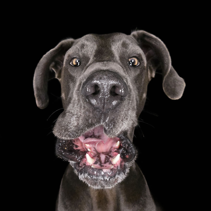 (Im)perfect Pawtraits: Beautiful Photo Series Shows Off Pooch Personalities As Interest To Re-Home Pets During Lockdown Soars