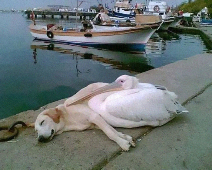 A Pelican Befriended A Stray Dog Who Was Often Spotted Hanging Out All Alone Along The Boat Docks. The Man Who Photographed This Has Adopted Him But Brings Him Back Every Day To See His Friend, Petey The Pelican