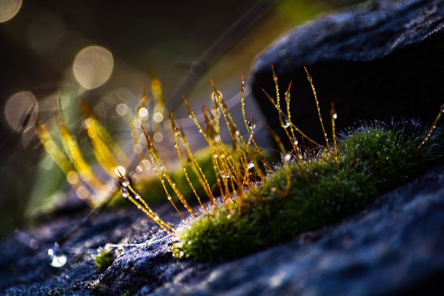 I Capture The Magical Moss World (20 Pictures) I Capture The Magical Moss World (20 Pictures)
