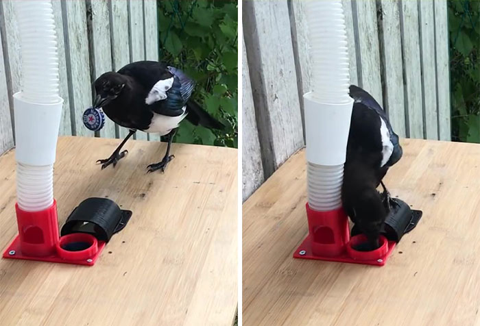 Guy Built A Bird Feeder That Accepts Bottle Caps For Food, And These Wild Magpies Love It