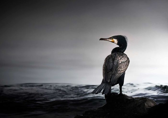 'Waiting For The Next Meal (Cormorant)', By Max More, 2015