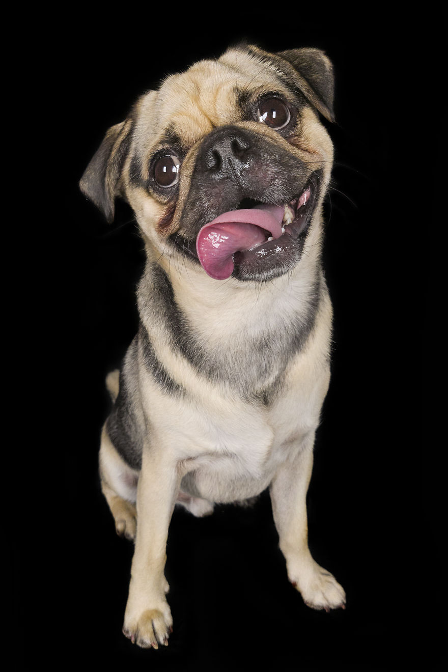 (Im)perfect Pawtraits: Beautiful Photo Series Shows Off Pooch Personalities As Interest To Re-Home Pets During Lockdown Soars