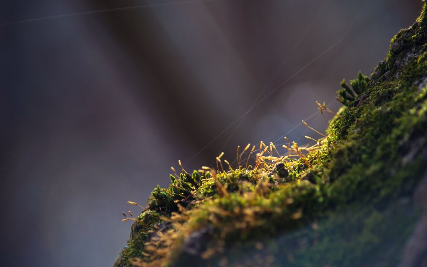 I Capture The Magical Moss World (20 Pictures) I Capture The Magical Moss World (20 Pictures)