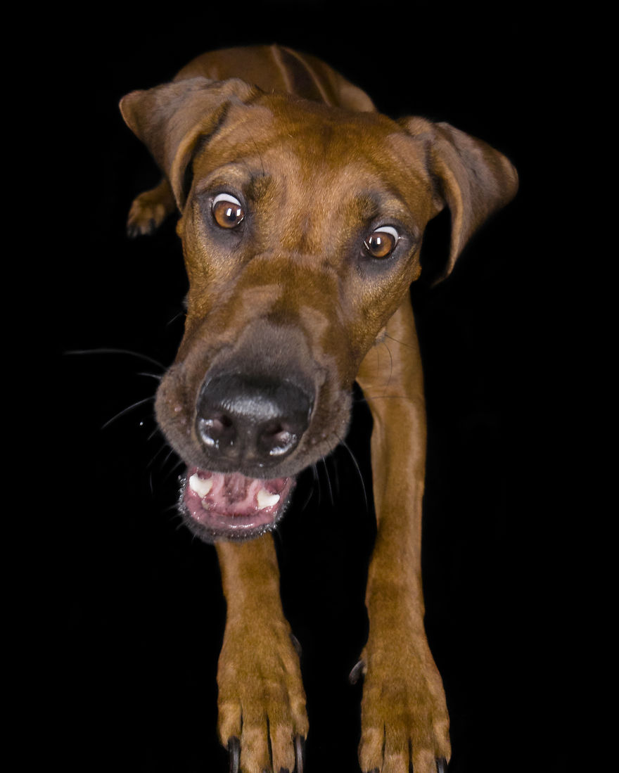 (Im)perfect Pawtraits: Beautiful Photo Series Shows Off Pooch Personalities As Interest To Re-Home Pets During Lockdown Soars