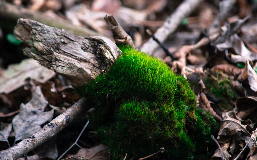 I Capture The Magical Moss World (20 Pictures) I Capture The Magical Moss World (20 Pictures)