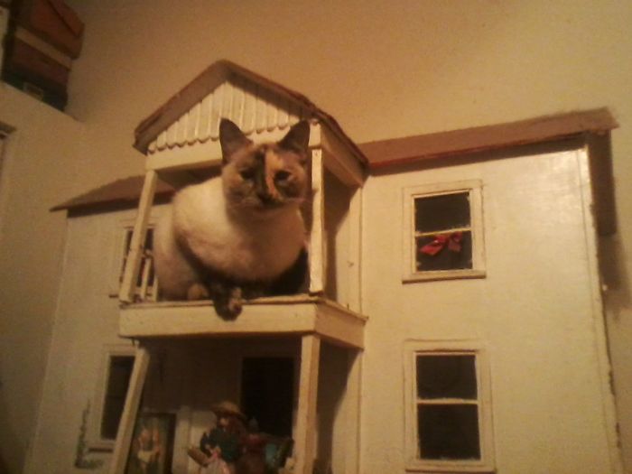 How Many Cats Have Their Own Dollhouse?