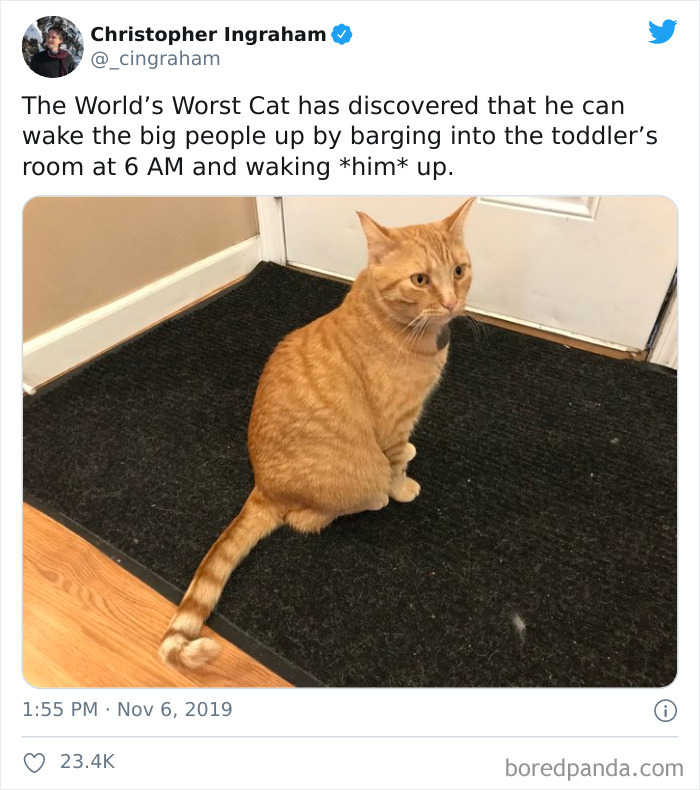El peor gato del mundo ha descubierto que puede despertar a los mayores colándose en el cuarto del bebé y despertándolo a las 6 de la mañana
