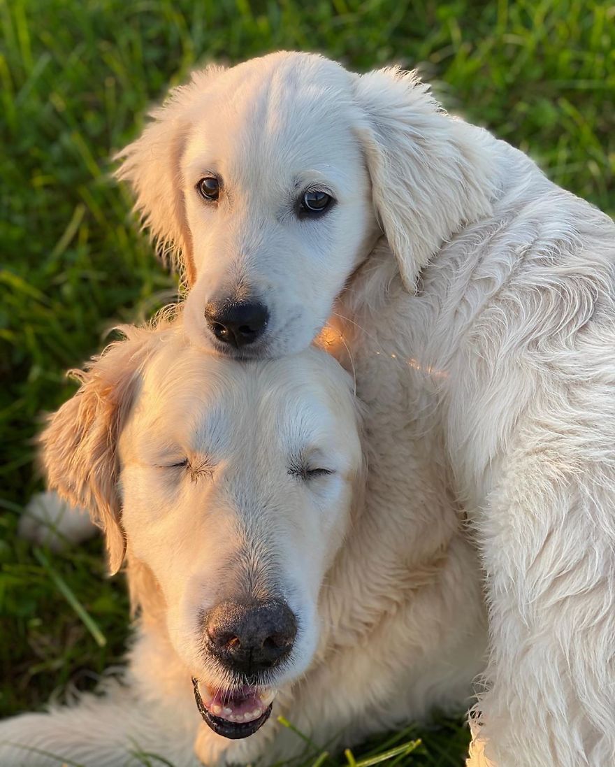 Little Golden Retriever Puppy Becomes A Guide For A Blind Dog (28 Pics)