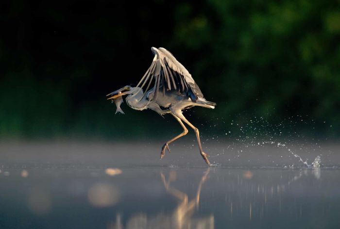 'Grey Heron Walking On Water, By Andrew Parkinson, 2011