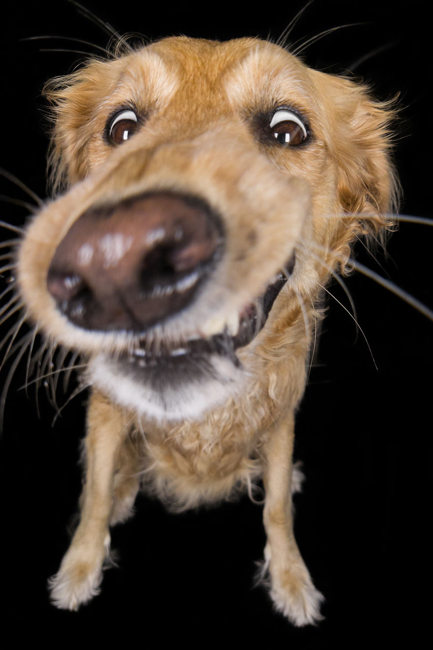 (Im)perfect Pawtraits: Beautiful Photo Series Shows Off Pooch Personalities As Interest To Re-Home Pets During Lockdown Soars