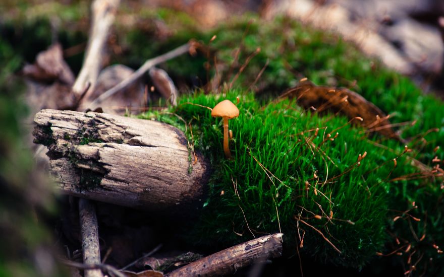 I Capture The Magical Moss World (20 Pictures) I Capture The Magical Moss World (20 Pictures)