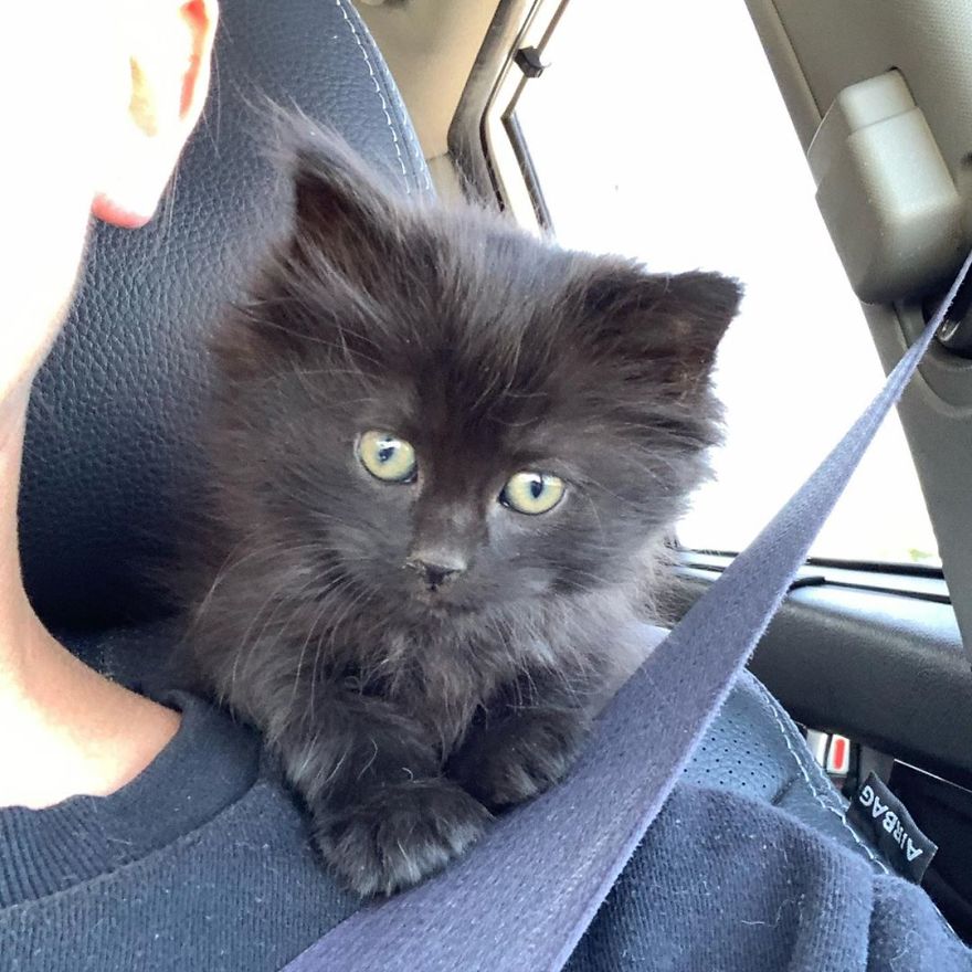 Kitten Found On Busy Road Curled Up On Her Rescuer's Shoulder On The Drive Home
