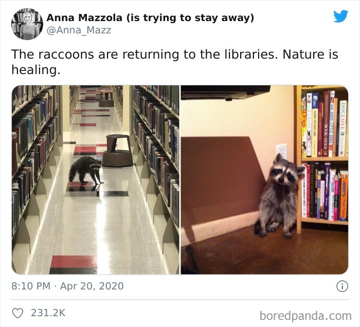 Los mapaches vuelven a las bibliotecas. La naturaleza está sanando