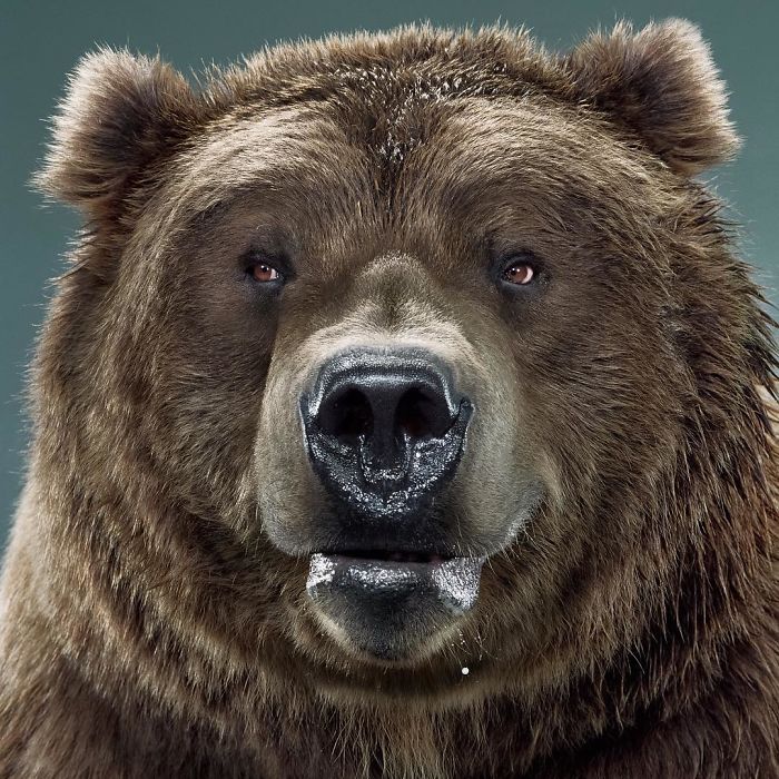 Bears Like You've Never Seen Under A Photographer's Lens (55 Pics)