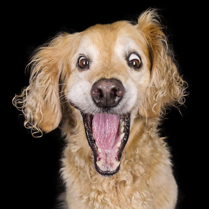 (Im)perfect Pawtraits: Beautiful Photo Series Shows Off Pooch Personalities As Interest To Re-Home Pets During Lockdown Soars
