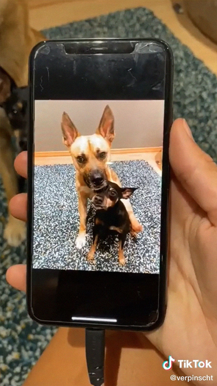 Videos Of Owner Showing Dogs A Photo And Them 'Recreating It' Go Viral