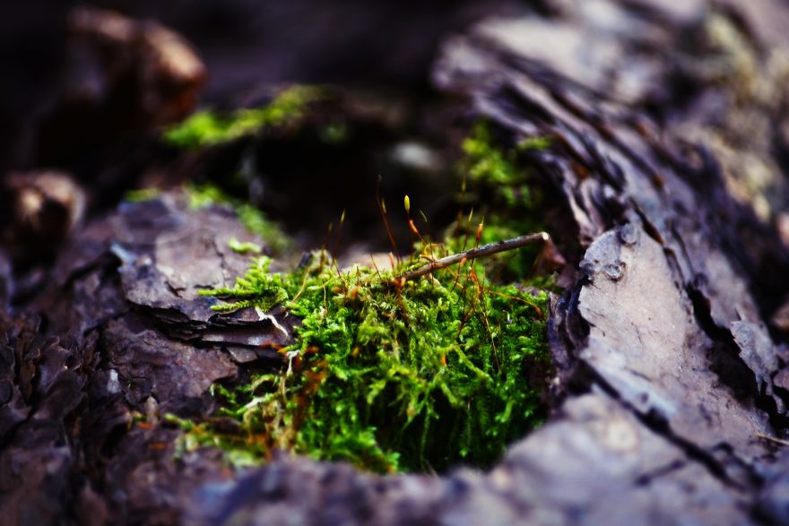 I Capture The Magical Moss World (20 Pictures) I Capture The Magical Moss World (20 Pictures)