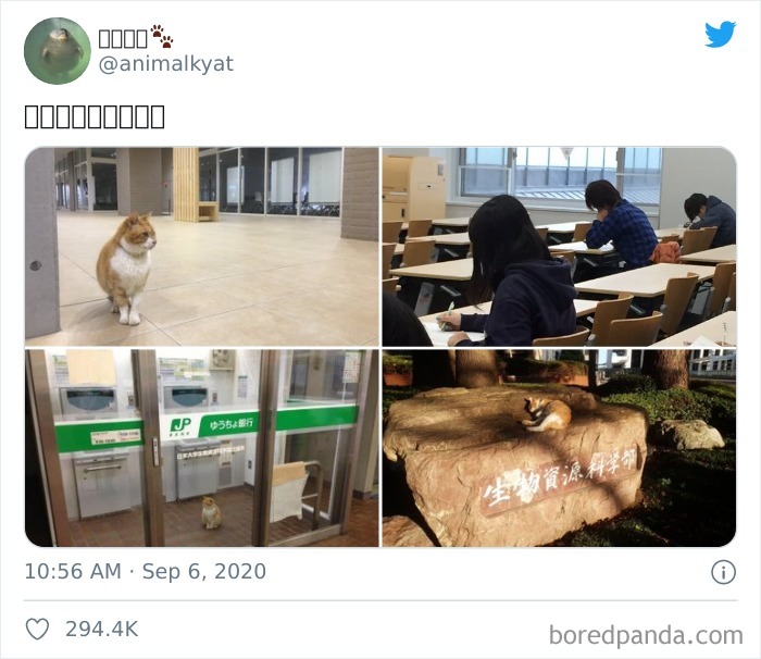 Cat Goes To Japan University To Sleep In Class As It Cannot Be Bothered