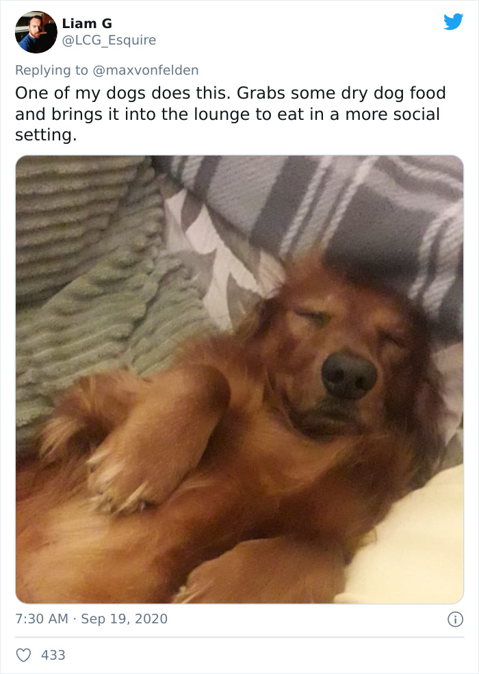 Viral TikTok Captures A Dog Calmly Carrying His Bowl Full Of Kibble To Eat It On The Couch, And People Relate To Him On A Spiritual Level