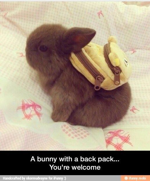 131107-Bunny-Wearing-A-Backpack-5f85e7e39e28e.jpg