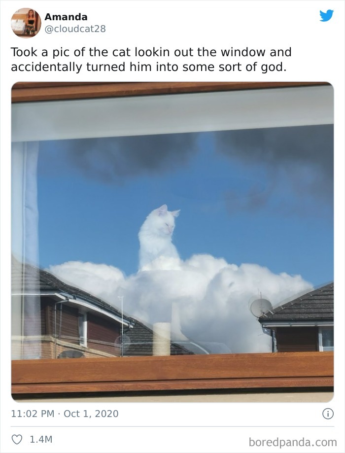 Took A Pic Of The Cat Lookin Out The Window And Accidentally Turned Him Into Some Sort Of God
