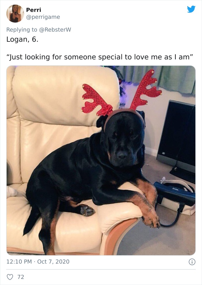 Dog-Profile-Pic-Photo-Dating-Website-Twitter
