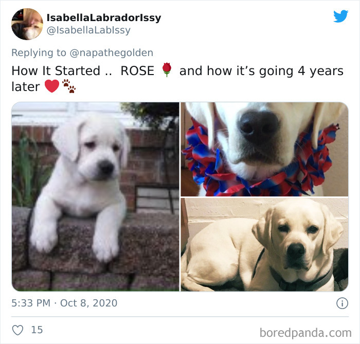 How-It-Started-Ended-Pets