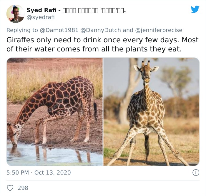 Apparently, Giraffes Have To Splay Their Legs Wide Apart In Order To Munch On Grass, And The Video Of It Is Going Viral