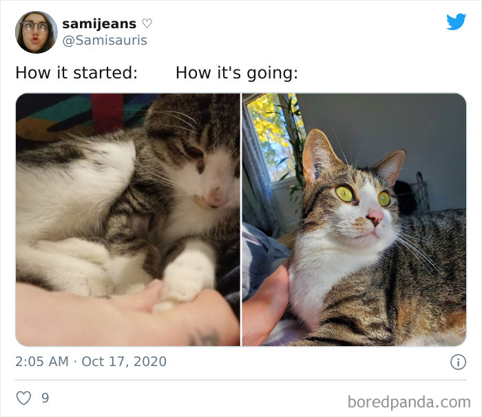 How-It-Started-Ended-Pets