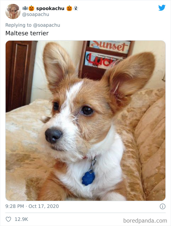 Terrier Maltés