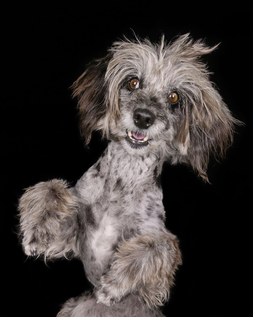 (Im)perfect Pawtraits: Beautiful Photo Series Shows Off Pooch Personalities As Interest To Re-Home Pets During Lockdown Soars