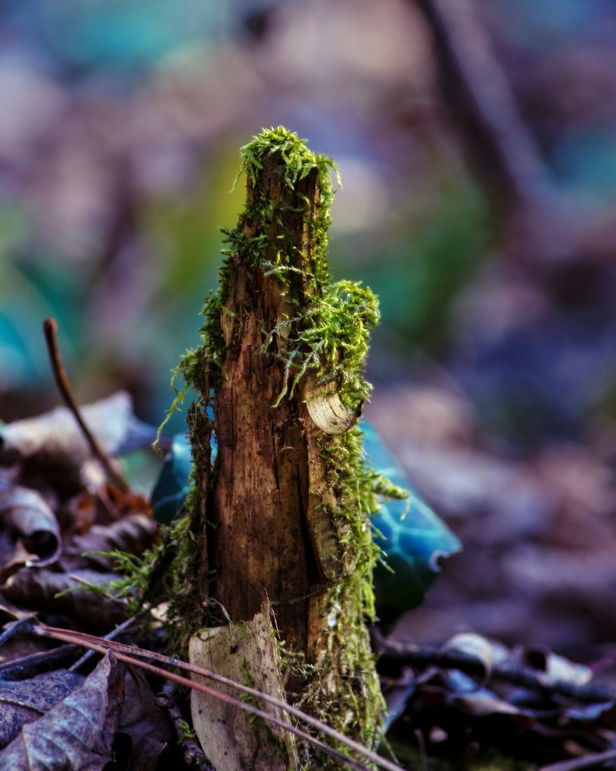 I Capture The Magical Moss World (20 Pictures) I Capture The Magical Moss World (20 Pictures)
