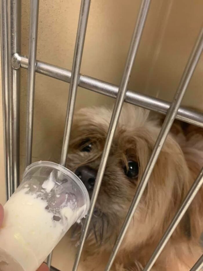 Louisiana Woman Shares Pics And Videos Of Her Feeding Shelter Dogs ‘Puppuccinos’ To Brighten Their Day