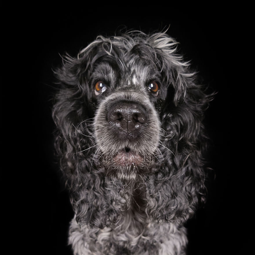 (Im)perfect Pawtraits: Beautiful Photo Series Shows Off Pooch Personalities As Interest To Re-Home Pets During Lockdown Soars