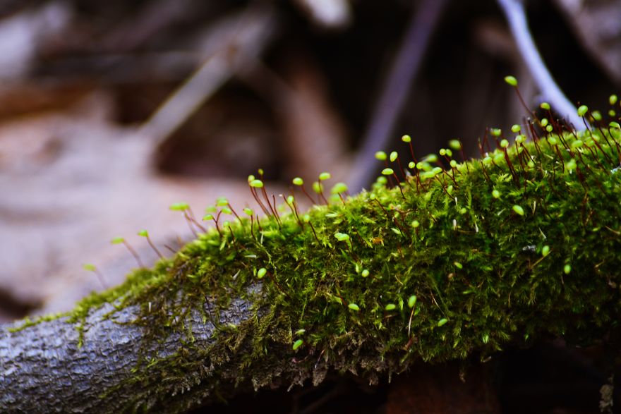 I Capture The Magical Moss World (20 Pictures) I Capture The Magical Moss World (20 Pictures)