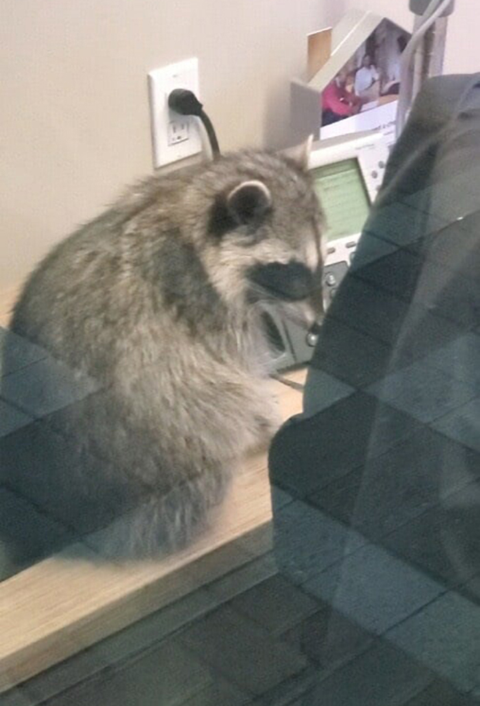 These 2 Sneaky Raccoons Broke Into A Bank In California