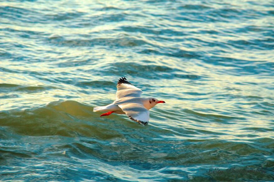 Seagull Photography