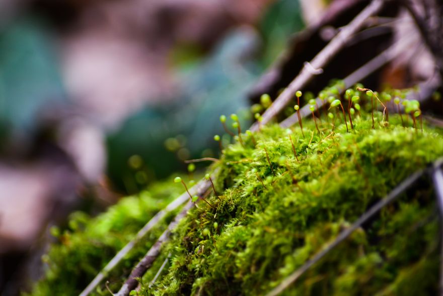 I Capture The Magical Moss World (20 Pictures) I Capture The Magical Moss World (20 Pictures)