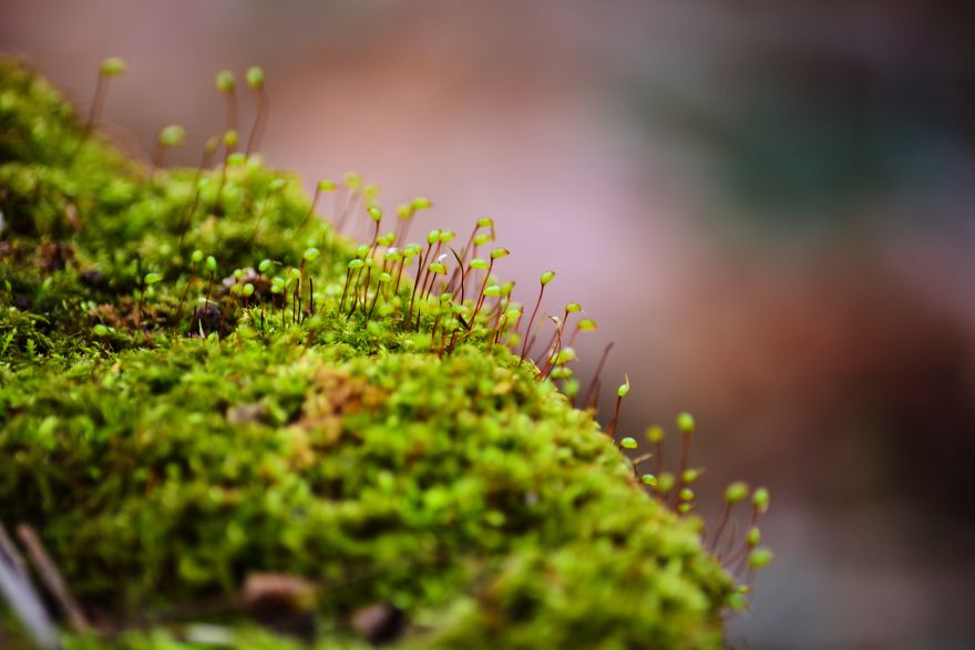 I Capture The Magical Moss World (20 Pictures) I Capture The Magical Moss World (20 Pictures)