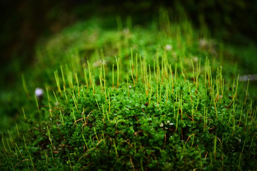 I Capture The Magical Moss World (20 Pictures) I Capture The Magical Moss World (20 Pictures)