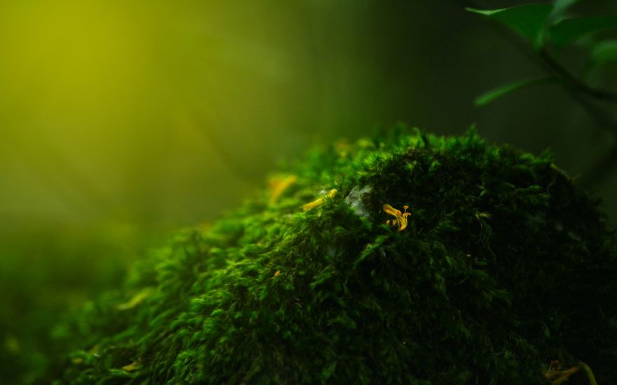 I Capture The Magical Moss World (20 Pictures) I Capture The Magical Moss World (20 Pictures)