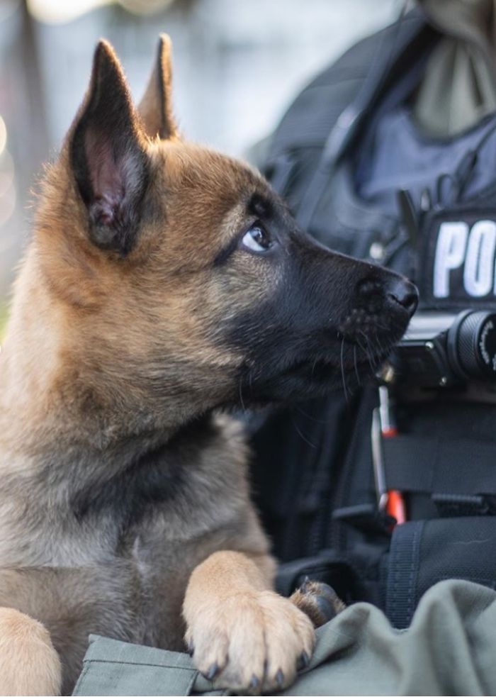 This Good Boy Just Started Training To Become A Police Dog In Estonia And People On The Internet Are Already Proud Of Him