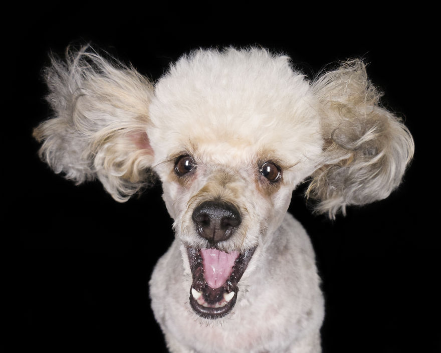 (Im)perfect Pawtraits: Beautiful Photo Series Shows Off Pooch Personalities As Interest To Re-Home Pets During Lockdown Soars