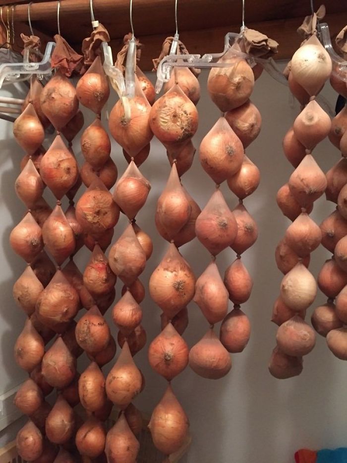 Onions Stored In Pantyhose Will Last As Long As 8 Months.