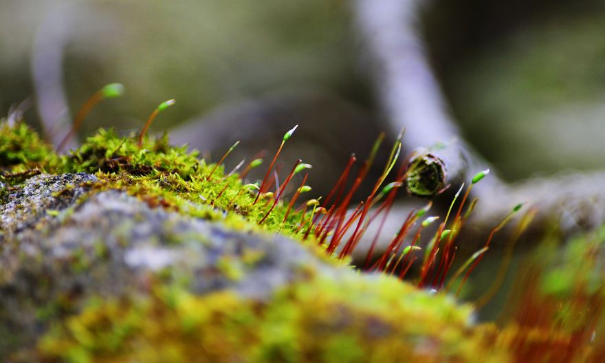 I Capture The Magical Moss World (20 Pictures) I Capture The Magical Moss World (20 Pictures)
