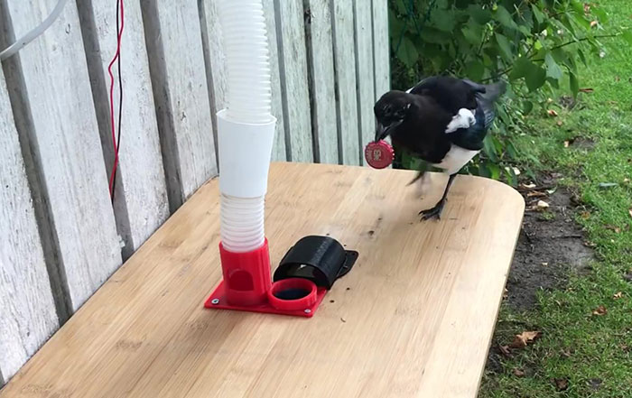 Magpies Love This Bird Feeder That Accepts Bottle Caps | Bored Panda